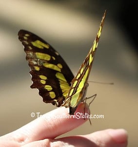Brown and yellow Butterfly 