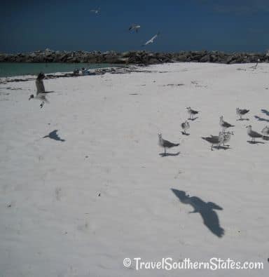 Shell Island and seagulls
