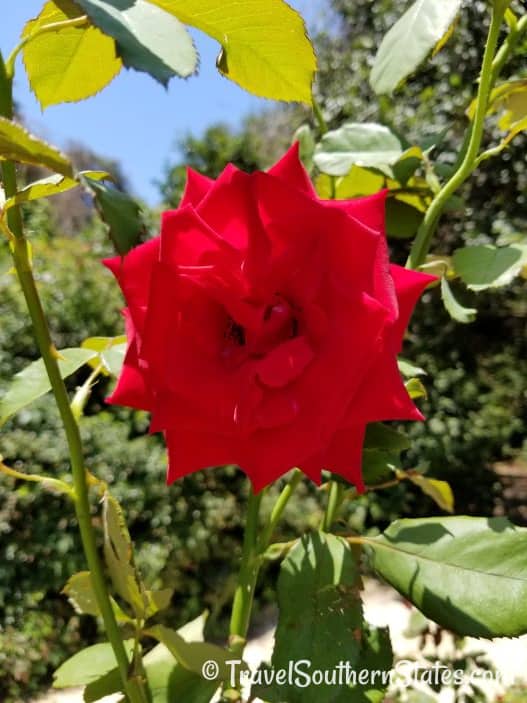 Rose Bellingrath Gardens