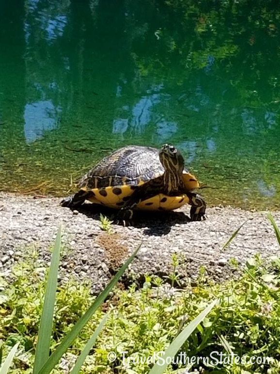 Turtle next to Black Pond