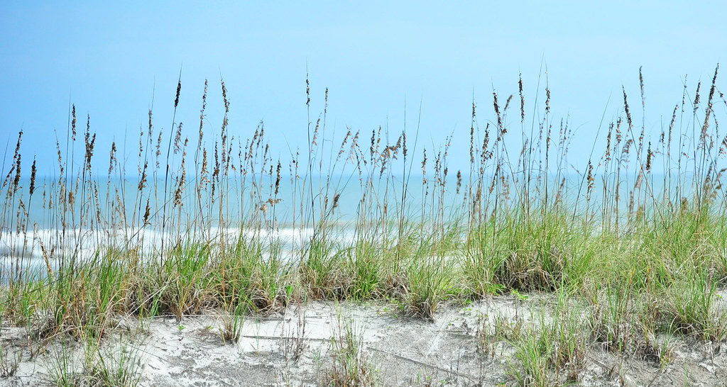 Sand dune and sea oats at St. Augustine Beach